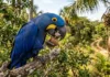 Como a arara-azul-grande utiliza ferramentas de pedra para quebrar os cocos de bocaiúva na vegetação do Pantanal