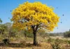 Como o Ipê-amarelo utiliza o clima seco da Amazônia para florescer e atrair polinizadores de quilômetros