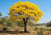 Como o Ipê-amarelo utiliza o clima seco da Amazônia para florescer e atrair polinizadores de quilômetros