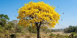 Como o Ipê-amarelo utiliza o clima seco da Amazônia para florescer e atrair polinizadores de quilômetros