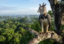 Como o gavião-real exige extensas áreas de floresta contínua para sobreviver e enfrentar a fragmentação na Amazônia