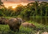 Como a palavra capivara revela a precisão dos indígenas tupi ao descrever a dieta do maior roedor do planeta