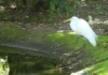 Como as garças que trocaram o mangue pela Praça Batista Campos criaram um observatório urbano de aves no coração de Belém