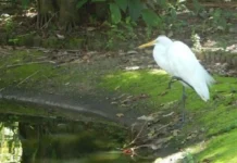 Como as garças que trocaram o mangue pela Praça Batista Campos criaram um observatório urbano de aves no coração de Belém