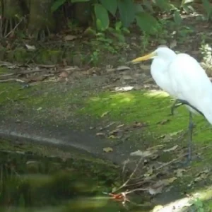 Como as garças que trocaram o mangue pela Praça Batista Campos criaram um observatório urbano de aves no coração de Belém