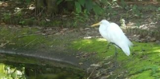 Como as garças que trocaram o mangue pela Praça Batista Campos criaram um observatório urbano de aves no coração de Belém