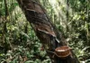 Como a seringueira transformou a Revolução Industrial global e mantém sua relevância como principal fonte de borracha natural