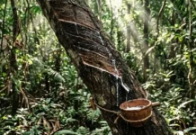 Como a seringueira transformou a Revolução Industrial global e mantém sua relevância como principal fonte de borracha natural