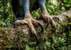 Por que o gavião-real é o predador mais temido da Amazônia? Descubra suas táticas e o poder da soberana das alturas