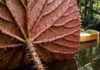 Como a Engenharia Natural da Vitória-Régia Amazônica Suporta uma Criança e Inspirou o Desenho da Arquitetura Moderna