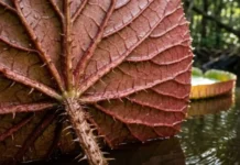 Como a Engenharia Natural da Vitória-Régia Amazônica Suporta uma Criança e Inspirou o Desenho da Arquitetura Moderna