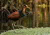 Como a Jaçanã Amazônica Caminha Sobre a Água e o Macho Assume Sozinho a Paternidade da Espécie