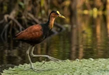 Como a Jaçanã Amazônica Caminha Sobre a Água e o Macho Assume Sozinho a Paternidade da Espécie
