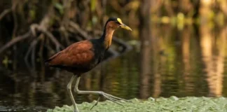Como a Jaçanã Amazônica Caminha Sobre a Água e o Macho Assume Sozinho a Paternidade da Espécie