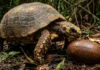 O Gigante Jabuti-Tinga e Seu Papel Crucial na Dispersão das Sementes Mais Pesadas da Floresta Amazônica