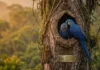 Como a engenharia natural da arara-azul e a conservação das florestas tropicais protegem o futuro da biodiversidade brasileira