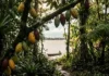 Como a Ilha do Combu preserva o cacau nativo e a floresta de várzea a poucos minutos de Belém