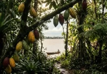 Como a Ilha do Combu preserva o cacau nativo e a floresta de várzea a poucos minutos de Belém