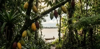 Como a Ilha do Combu preserva o cacau nativo e a floresta de várzea a poucos minutos de Belém