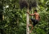 Como a ancestral habilidade dos peconheiros de açaí garante a sustentabilidade e a economia de milhares de famílias na floresta amazônica