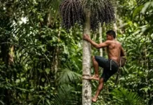 Como a ancestral habilidade dos peconheiros de açaí garante a sustentabilidade e a economia de milhares de famílias na floresta amazônica