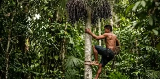 Como a ancestral habilidade dos peconheiros de açaí garante a sustentabilidade e a economia de milhares de famílias na floresta amazônica
