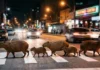 A surpreendente adaptação da capivara o maior roedor do mundo que conquistou as grandes cidades brasileiras