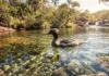 Como as águas cristalinas do Cerrado brasileiro se tornaram o último refúgio ecológico para o pato-mergulhão desaparecer da história mundial