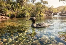 Como as águas cristalinas do Cerrado brasileiro se tornaram o último refúgio ecológico para o pato-mergulhão desaparecer da história mundial