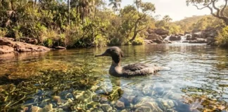Como as águas cristalinas do Cerrado brasileiro se tornaram o último refúgio ecológico para o pato-mergulhão desaparecer da história mundial