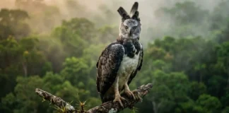 Como a conservação do gavião-real na Amazônia protege milhares de espécies e garante o equilíbrio do ecossistema tropical brasileiro