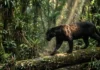 Como o melanismo genético transforma a icônica onça-pintada em um predador invisível nas profundezas da floresta tropical amazônica