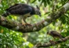 Por que as aves de rapina são fundamentais para o controle biológico e a manutenção do equilíbrio nos ecossistemas brasileiros