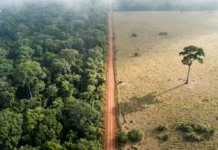 Como a biodiversidade da Amazônia reage à fragmentação florestal e o impacto direto na sobrevivência dos grandes predadores de topo
