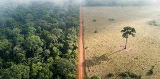 Como a biodiversidade da Amazônia reage à fragmentação florestal e o impacto direto na sobrevivência dos grandes predadores de topo