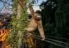 Como a fauna urbana se adapta às cidades na periferia da floresta e os desafios para a coexistência entre humanos e animais silvestres