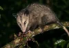 O papel vital do gambá no ecossistema da Amazônia e como este marsupial protege a saúde humana e a biodiversidade tropical