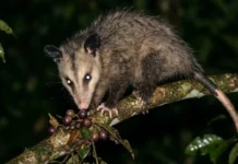 O papel vital do gambá no ecossistema da Amazônia e como este marsupial protege a saúde humana e a biodiversidade tropical