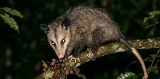 O papel vital do gambá no ecossistema da Amazônia e como este marsupial protege a saúde humana e a biodiversidade tropical