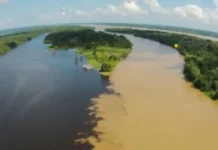 Como a hidrodinâmica do Rio Amazonas molda a biodiversidade das várzeas e dita o ciclo de vida da fauna regional