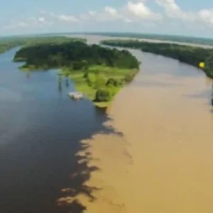 Como a hidrodinâmica do Rio Amazonas molda a biodiversidade das várzeas e dita o ciclo de vida da fauna regional