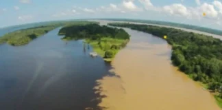 Como a hidrodinâmica do Rio Amazonas molda a biodiversidade das várzeas e dita o ciclo de vida da fauna regional