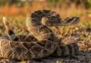 Por que as cascavéis estão ocupando novas áreas da Amazônia e o que a ciência revela sobre o comportamento dessas serpentes