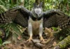 Como a força das garras do gavião real orquestra o equilíbrio da biodiversidade na floresta amazónica e no controle de serpentes