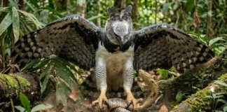 Como a força das garras do gavião real orquestra o equilíbrio da biodiversidade na floresta amazónica e no controle de serpentes