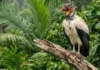 Como os abutres do Novo Mundo atuam como faxineiros da natureza e garantem a higiene biológica dos ecossistemas na Amazônia