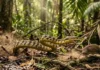 Como a cobra caninana, a mais rápida do Brasil, utiliza sua velocidade para caçar ratos e lagartos, surpreendendo moradores da zona rural amazônica