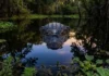 Como o jacaré-açu, o maior predador das Américas, utiliza sua mordida recorde para dominar os rios e igapós da Amazônia