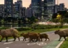 Como a capivara, o maior roedor do mundo, utiliza sua adaptação aos centros urbanos para prosperar enquanto divide opiniões sociais