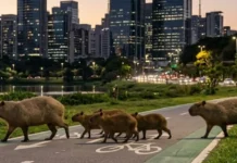 Como a capivara, o maior roedor do mundo, utiliza sua adaptação aos centros urbanos para prosperar enquanto divide opiniões sociais